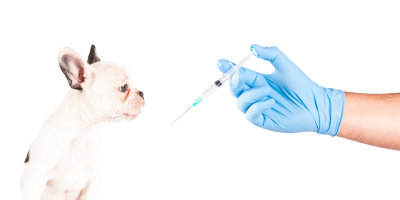 parvo, parvovirus, parvovirus in puppies, parvovirus in dogs, dog health, puppy health, dog owners, dog parents, pet health, veterinary, veterinary medicine, Twin Cities emergency vet, Minnesota animal emergency hospital, emergency veterinary care, Animal Emergency & Referral Center of Minnesota