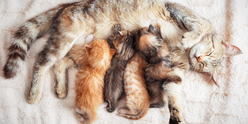 pet health, expecting dogs, expecting cats, cat mom, dog mom, active labor, post-birth illnesses, dystocia, dystocia in cats, dystocia in dogs, pregnant dogs, pregnant cats, pregnant pets, post-delivery risks, pet emergency, pet labors, pet labor stages, mastitis, eclampsia, pet emergency