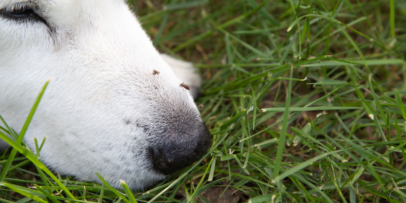 dog, grass, mosquitoes, summer must haves for dogs, dog health, dog safety, summer dogs, Minnesota dogs, dogs of Minneapolis, Animal Emergency & Referral Center of Minnesota