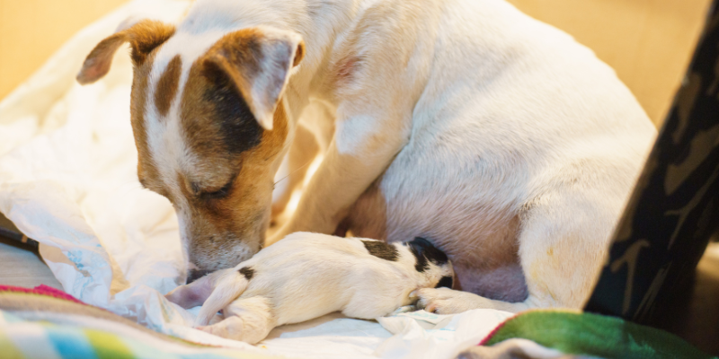 pet health, expecting dogs, expecting cats, cat mom, dog mom, active labor, post-birth illnesses, dystocia, dystocia in cats, dystocia in dogs, pregnant dogs, pregnant cats, pregnant pets, post-delivery risks, pet emergency, pet labors, pet labor stages, mastitis, eclampsia, pet emergency