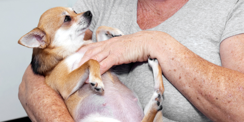 pet health, expecting dogs, expecting cats, cat mom, dog mom, active labor, post-birth illnesses, dystocia, dystocia in cats, dystocia in dogs, pregnant dogs, pregnant cats, pregnant pets, post-delivery risks, pet emergency, pet labors, pet labor stages, mastitis, eclampsia, pet emergency