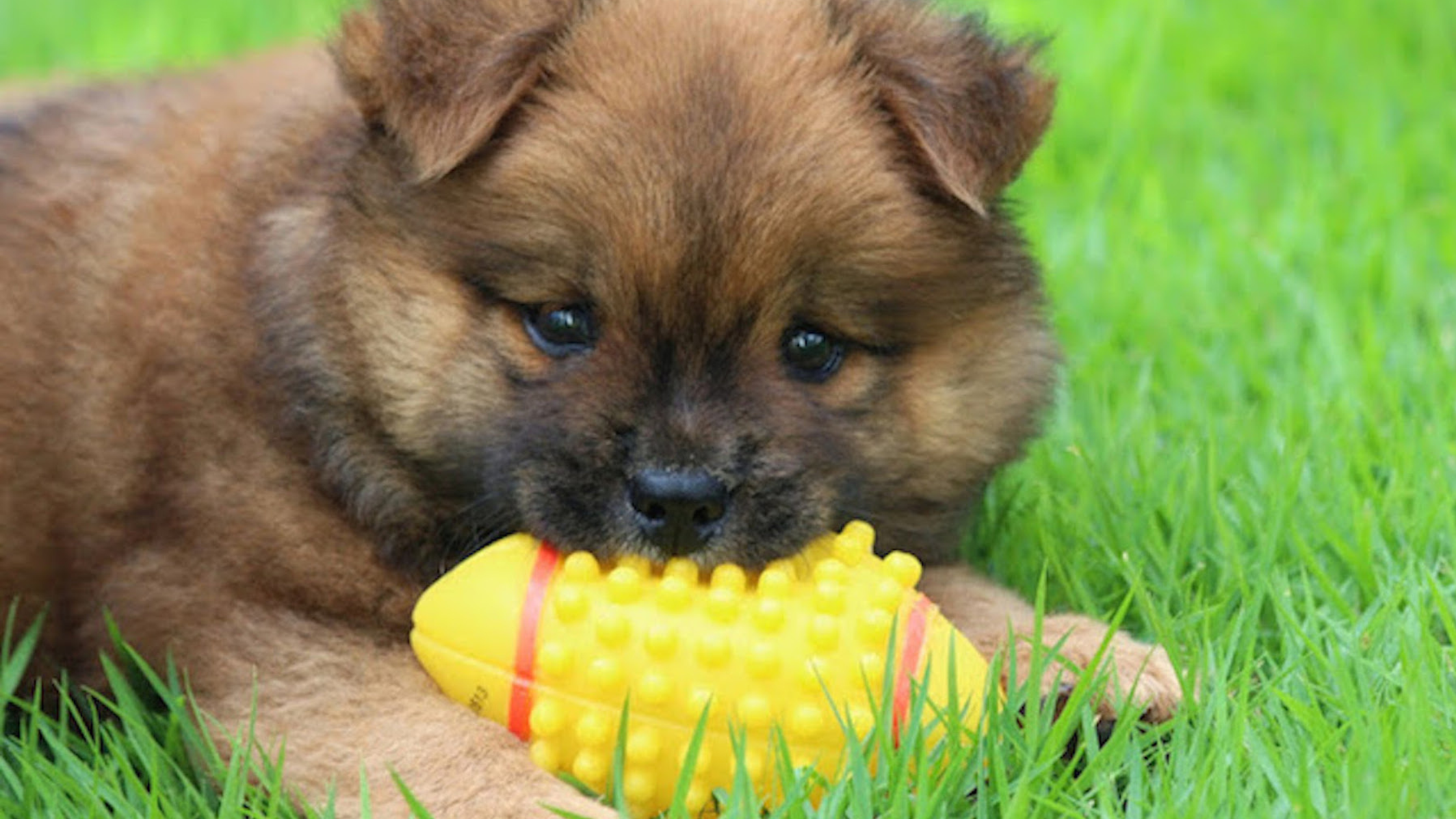 Canine Parvovirus: What Dog Parents Need to Know