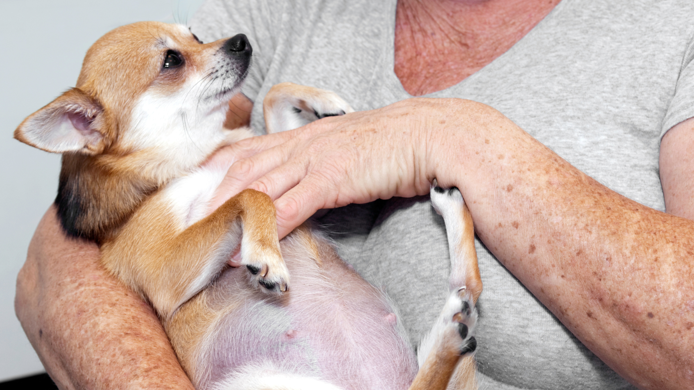 Trouble During Active Labor & Post-Birth Illnesses in Pets