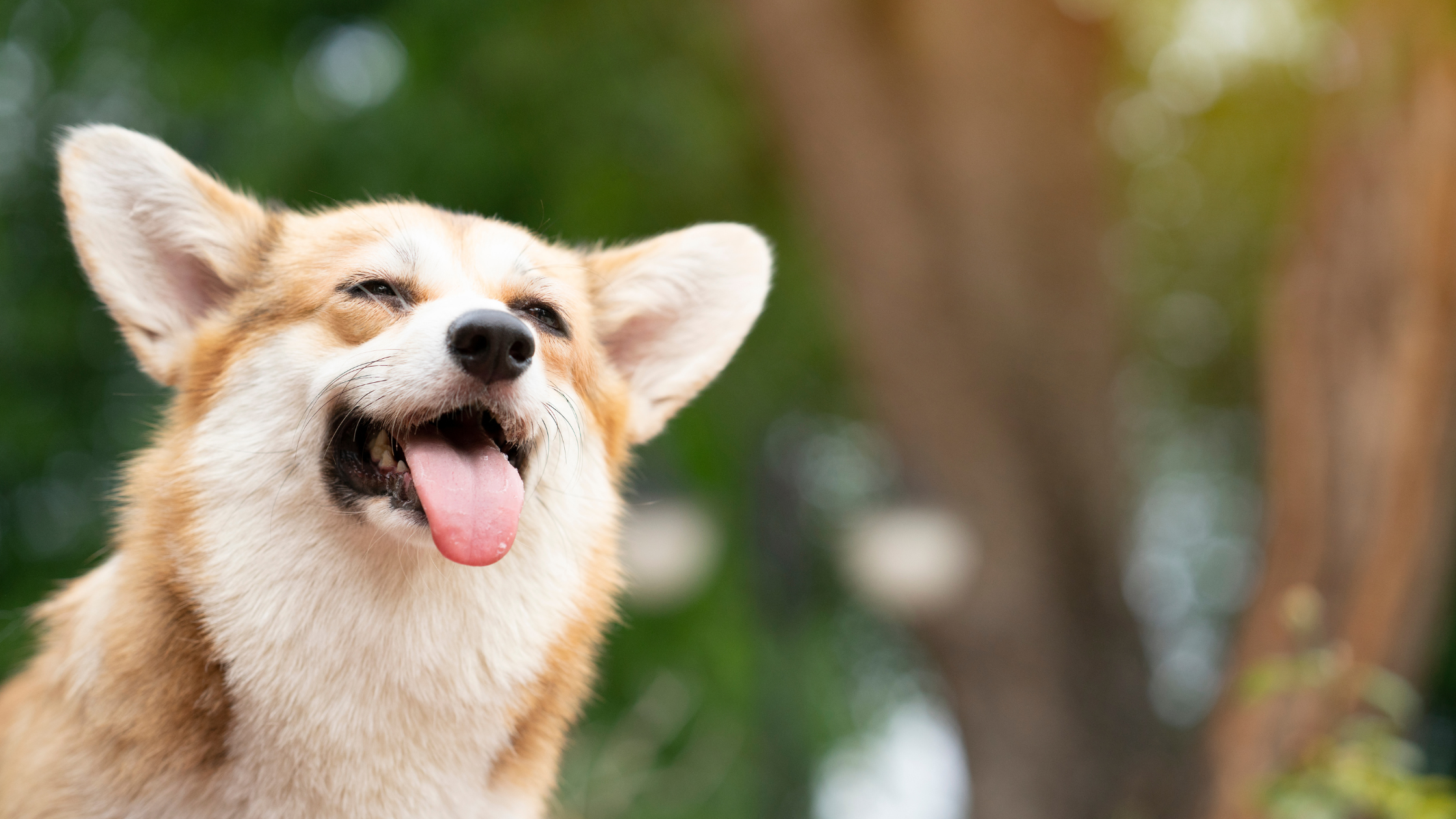 10 Summer Must-Haves for Dogs