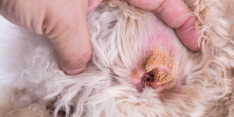 aural hematoma in pets, Animal Emergency & Referral Center of Minnesota, pet health