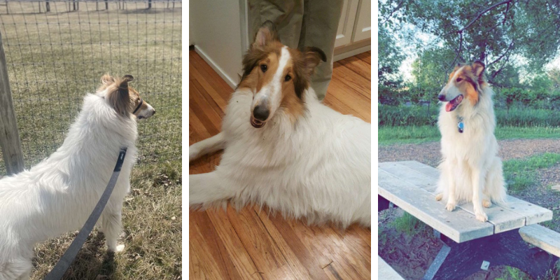 THC toxicity, THC poisoning, pet toxins, pet poisoning, Animal Emergency & Referral Center of Minnesota