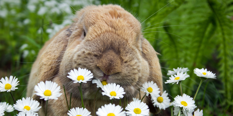 Hierarchy of Controls, Rabbit health, pet rabbits, Animal Emergency & Referral Center of Minnesota