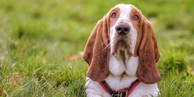 aural hematoma in pets, Animal Emergency & Referral Center of Minnesota, pet health