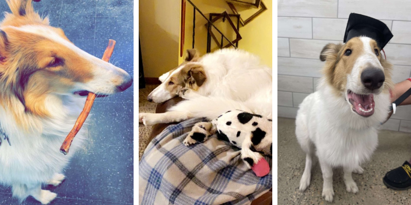 THC toxicity, THC poisoning, pet toxins, pet poisoning, Animal Emergency & Referral Center of Minnesota