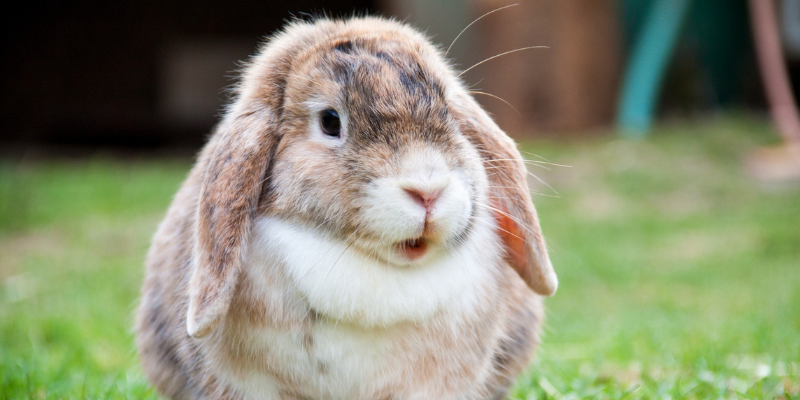 Hierarchy of Controls, Rabbit health, pet rabbits, Animal Emergency & Referral Center of Minnesota