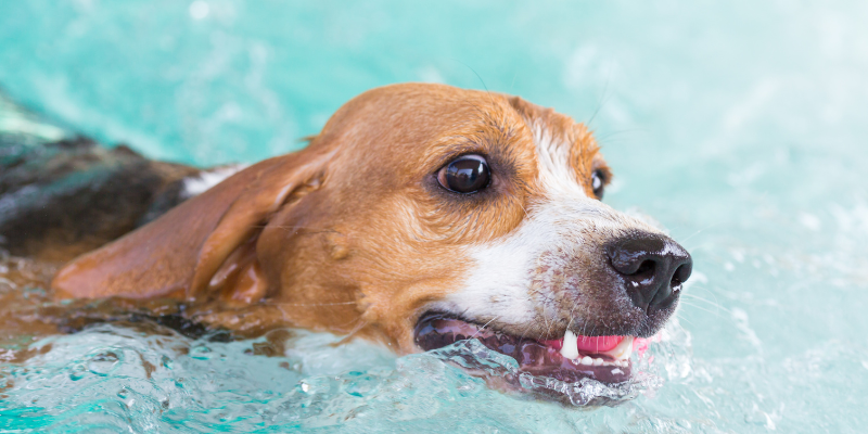 aural hematoma in pets, Animal Emergency & Referral Center of Minnesota, pet health