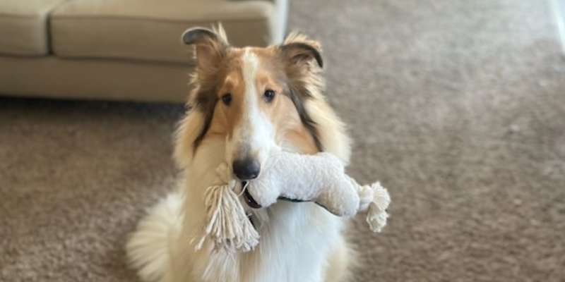 THC toxicity, THC poisoning, pet toxins, pet poisoning, Animal Emergency & Referral Center of Minnesota