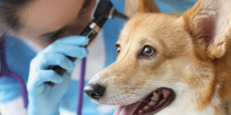aural hematoma in pets, Animal Emergency & Referral Center of Minnesota, pet health