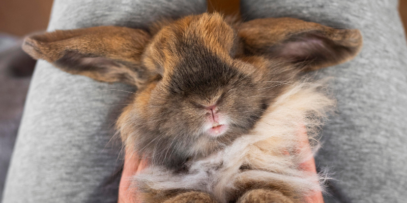 Hierarchy of Controls, Rabbit health, pet rabbits, Animal Emergency & Referral Center of Minnesota