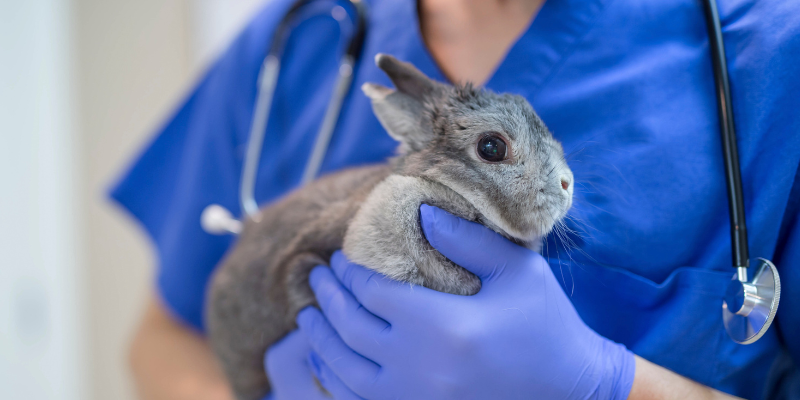 Hierarchy of Controls, Rabbit health, pet rabbits, Animal Emergency & Referral Center of Minnesota