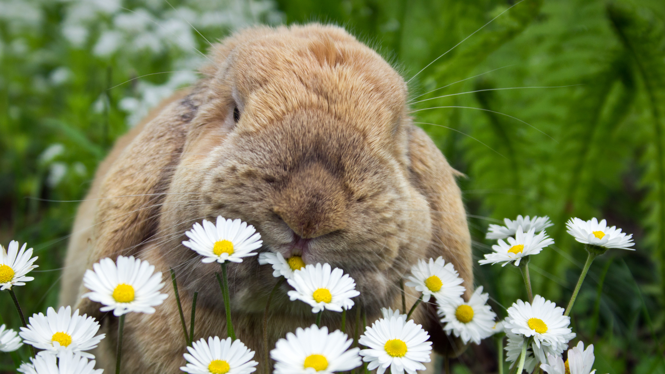 Minimizing Hazards for Your Rabbit