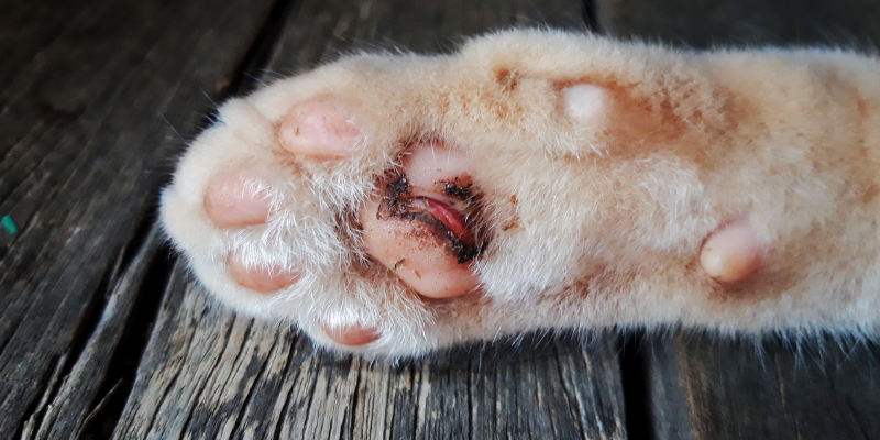 wound management, pet injuries, pet wounds, pet care, pet health, Animal Emergency & Referral Center of Minnesota