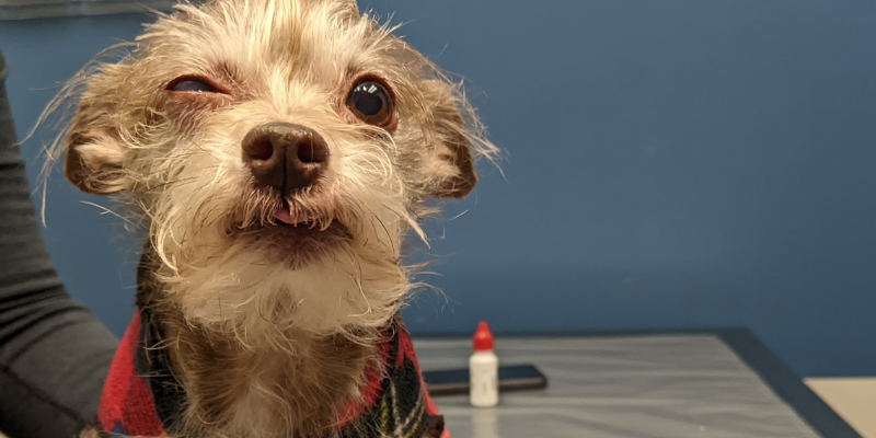 dog squinting, Veterinary Ophthalmology, board-certified veterinary ophthalmologist, pet eye pain, pet eye health, pet eyes, Animal Emergency & Referral Center of Minnesota, Twin Cities veterinary ophthalmologist, Minnesota veterinary ophthalmologist