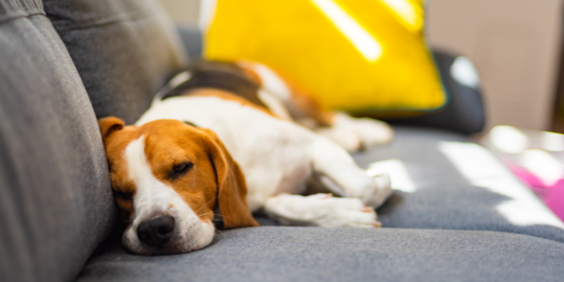 dog, lying on couch, pet loss, pet loss support, AERC Pet Loss, pets grieving other pets, Animal Emergency & Referral Center of Minnesota, Human Animal Bond Social Worker, Colleen Crockford