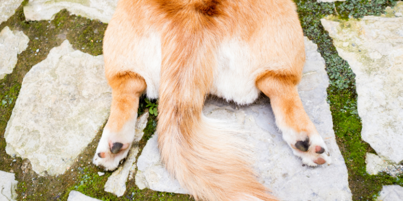 sudden collapse, pet collapses, pet health, pet emergency, Animal Emergency & Referral Center of Minnesota