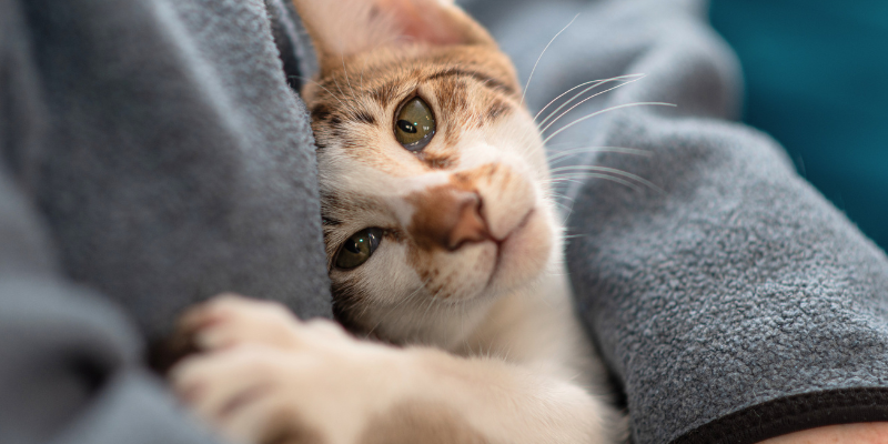 cat, snuggling, cuddling, pet loss, pet loss support, AERC Pet Loss, pets grieving other pets, Animal Emergency & Referral Center of Minnesota, Human Animal Bond Social Worker, Colleen Crockford