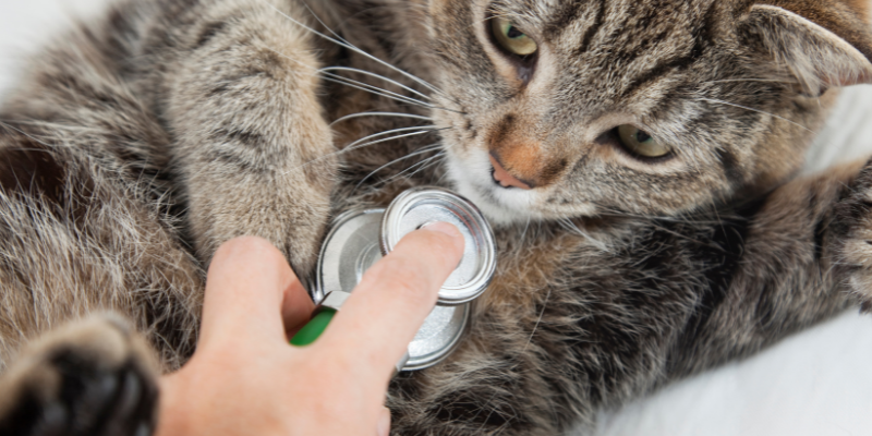 sudden collapse, pet collapses, pet health, pet emergency, Animal Emergency & Referral Center of Minnesota