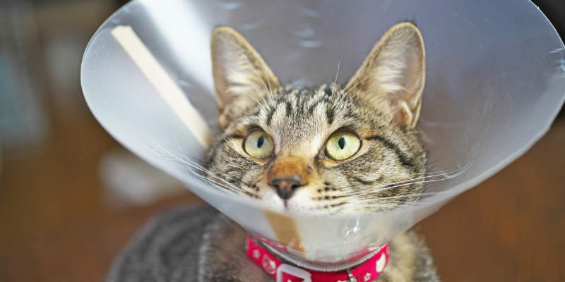 wound management, pet injuries, pet wounds, pet care, pet health, Animal Emergency & Referral Center of Minnesota