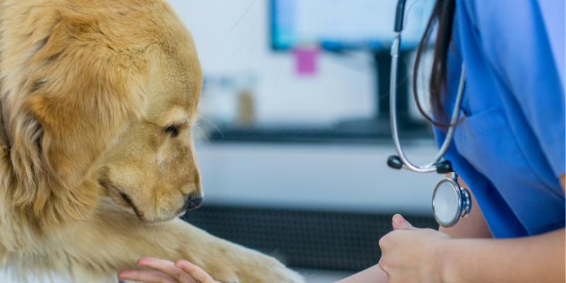 dog, paw, doctor hand, Veterinary Ophthalmology, board-certified veterinary ophthalmologist, pet eye pain, pet eye health, pet eyes, Animal Emergency & Referral Center of Minnesota, Twin Cities veterinary ophthalmologist, Minnesota veterinary ophthalmologist