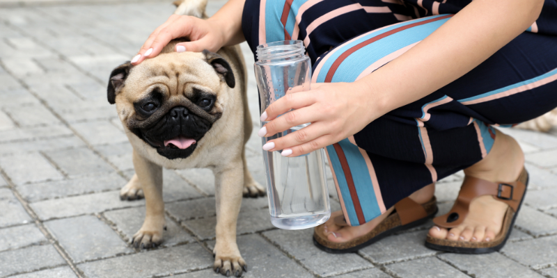 sudden collapse, pet collapses, pet health, pet emergency, Animal Emergency & Referral Center of Minnesota