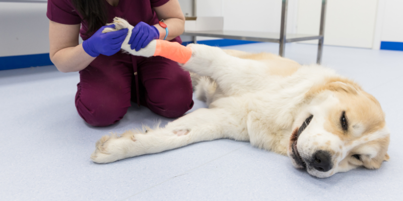 wound management, pet injuries, pet wounds, pet care, pet health, Animal Emergency & Referral Center of Minnesota