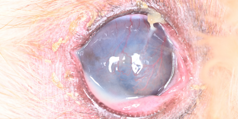 close-up dog eye with discharge, Veterinary Ophthalmology, board-certified veterinary ophthalmologist, pet eye pain, pet eye health, pet eyes, Animal Emergency & Referral Center of Minnesota, Twin Cities veterinary ophthalmologist, Minnesota veterinary ophthalmologist
