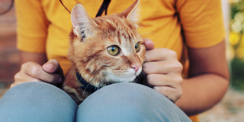 wound management, pet injuries, pet wounds, pet care, pet health, Animal Emergency & Referral Center of Minnesota