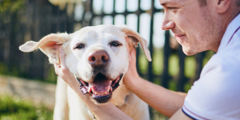 sudden collapse, pet collapses, pet health, pet emergency, Animal Emergency & Referral Center of Minnesota