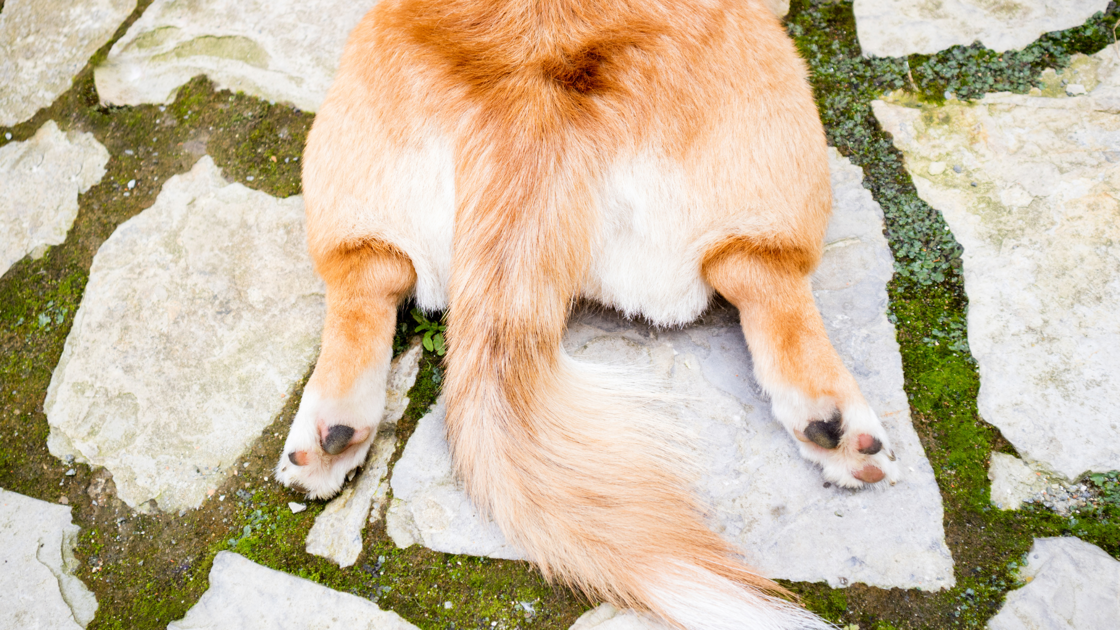 Sudden Collapse in Pets Part I: Common Causes