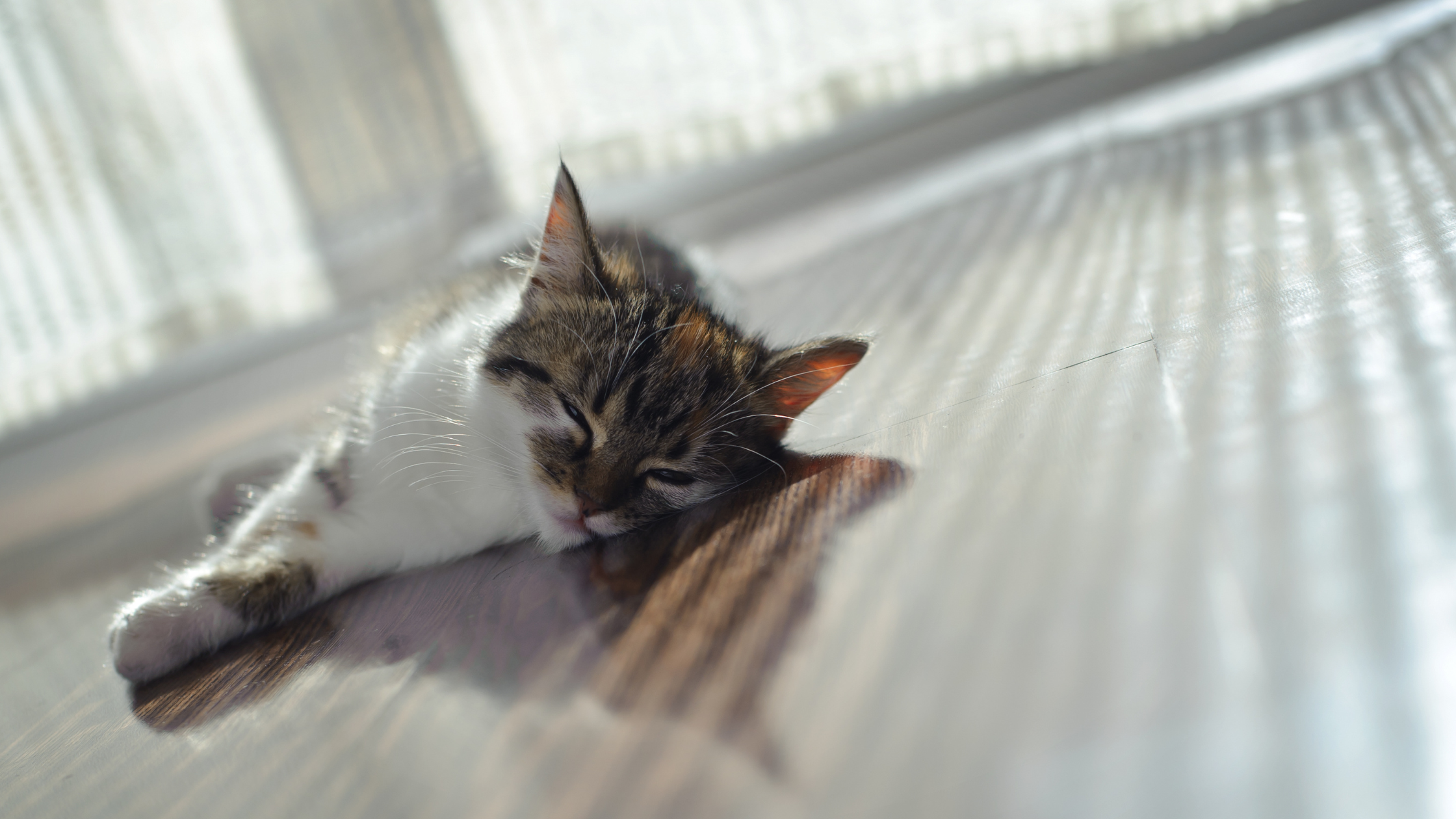 Sudden Collapse in Pets Part II: What To Do if Your Pet Collapses