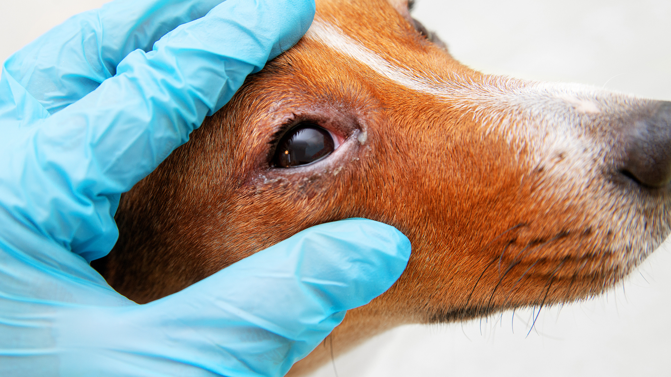 Pain in the Eye: What Pet Parents Need to Know about Their Pet’s Eye Pain