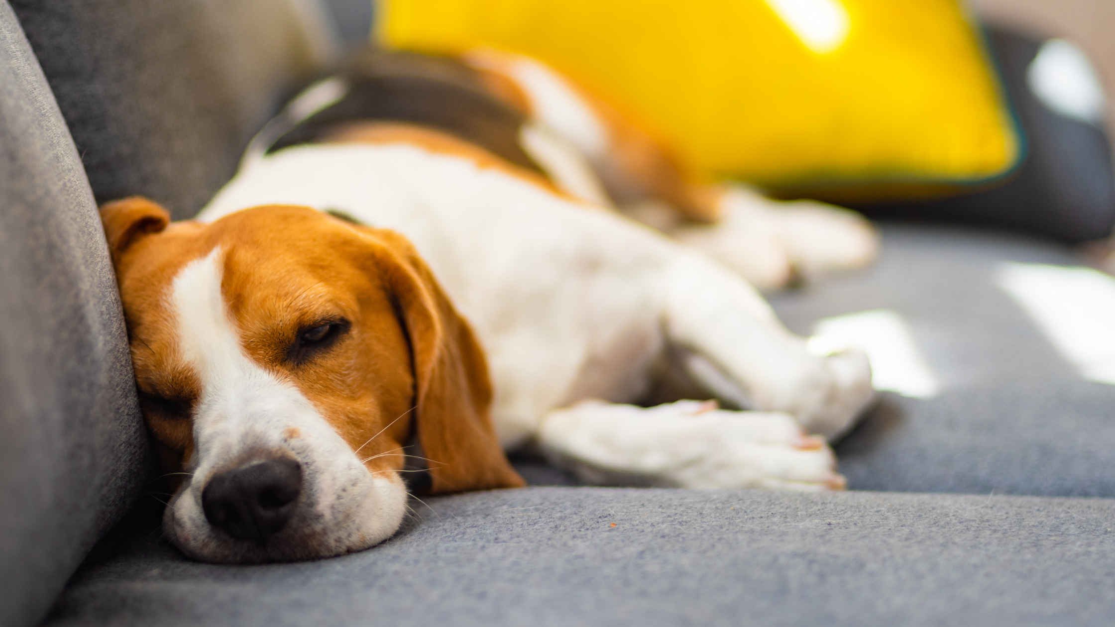 When Pets Grieve the Death of Another Pet