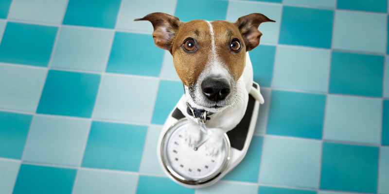 weight loss in pets, chronic weight loss, weight loss in dogs, weight loss in cats, Internal Medicine, Animal Emergency & Referral Center of Minnesota