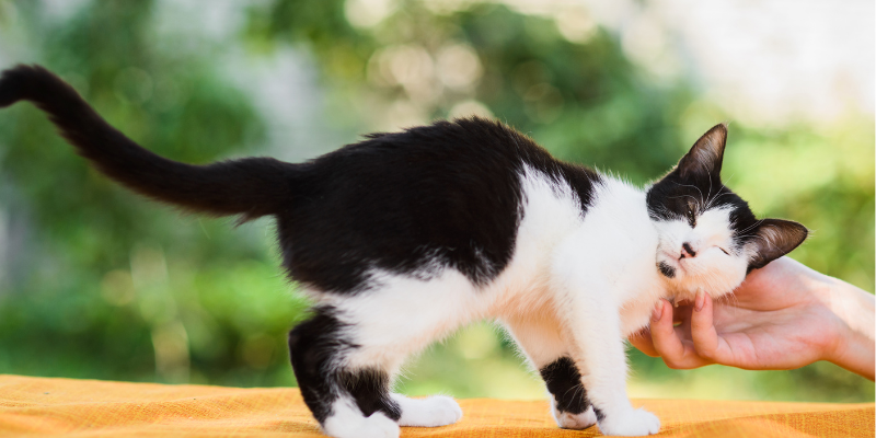 cats, how to keep cats cool in the summer, heat risks for cats, cat safety, pet safety, pet health, Animal Emergency & Referral Center of Minnesota