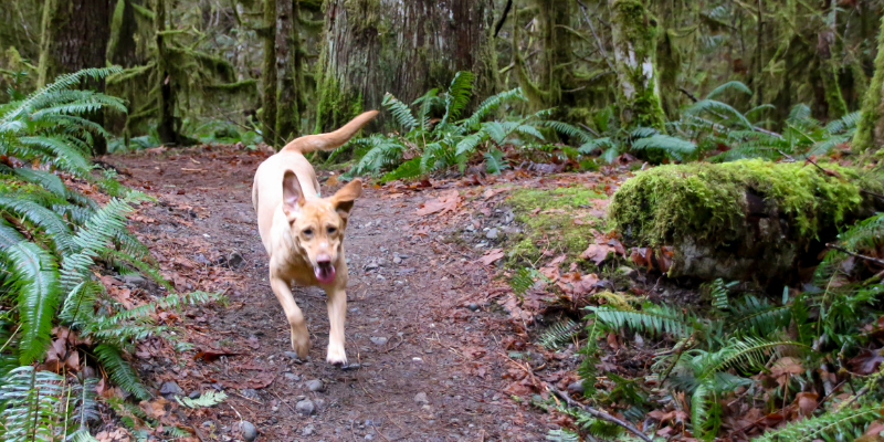 dog, running in woods, common eye problems in pets, veterinary ophthalmology, pet eye health, pet health, Twin Cities veterinary ophthalmologist, Minnesota veterinary ophthalmology, Andrew Rogen, DVM, DACVO