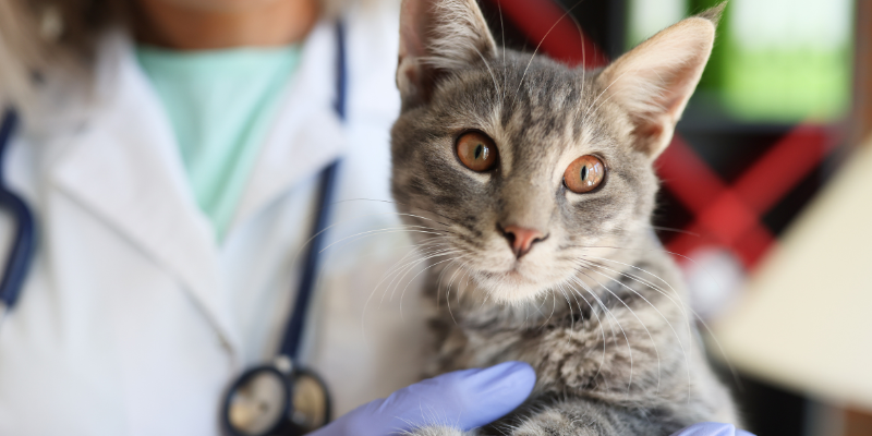 weight loss in pets, chronic weight loss, weight loss in dogs, weight loss in cats, Internal Medicine, Animal Emergency & Referral Center of Minnesota