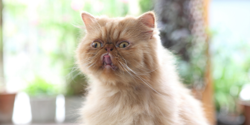 cats, how to keep cats cool in the summer, heat risks for cats, cat safety, pet safety, pet health, Animal Emergency & Referral Center of Minnesota