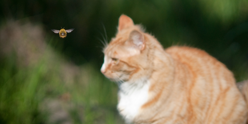cat, bumblebee, outside, summer pet dangers, summer pet hazards, summer pet health, pet emergency, veterinary medicine, Animal Emergency & Referral Center of Minnesota