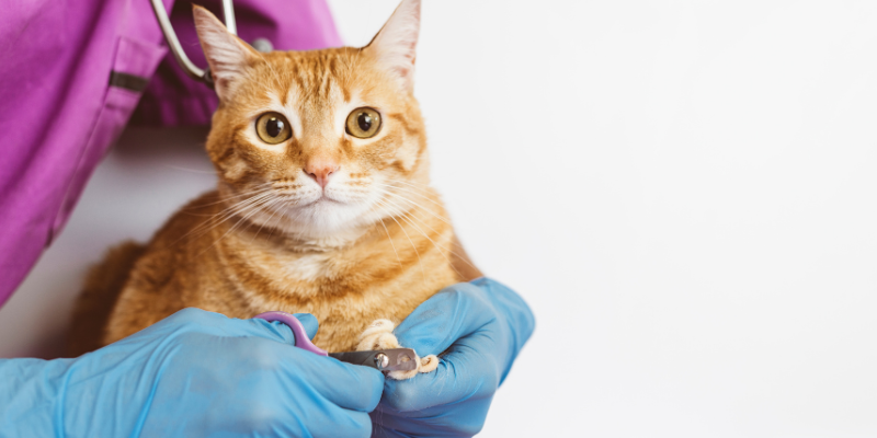 cat, veterinary technician, trimming nails, broken pet toenails, broken cat toenails, broken dog toenails, pet health, Animal Emergency & Referral Center of Minnesota