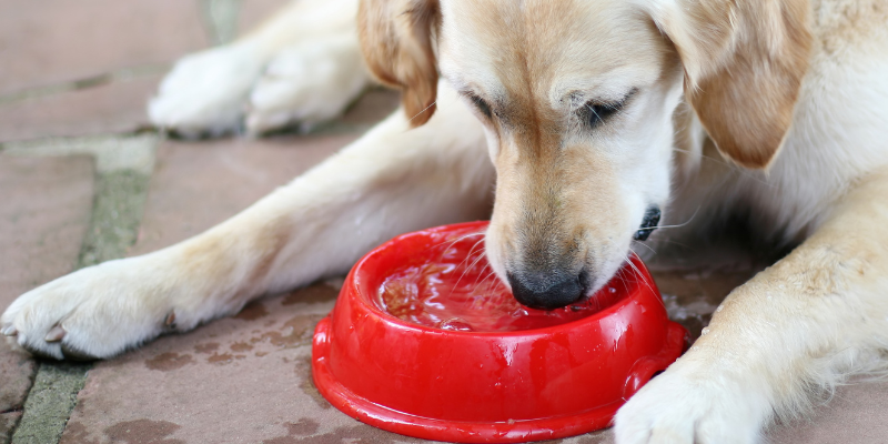 weight loss in pets, chronic weight loss, weight loss in dogs, weight loss in cats, Internal Medicine, Animal Emergency & Referral Center of Minnesota