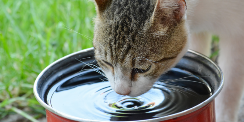 cats, how to keep cats cool in the summer, heat risks for cats, cat safety, pet safety, pet health, Animal Emergency & Referral Center of Minnesota