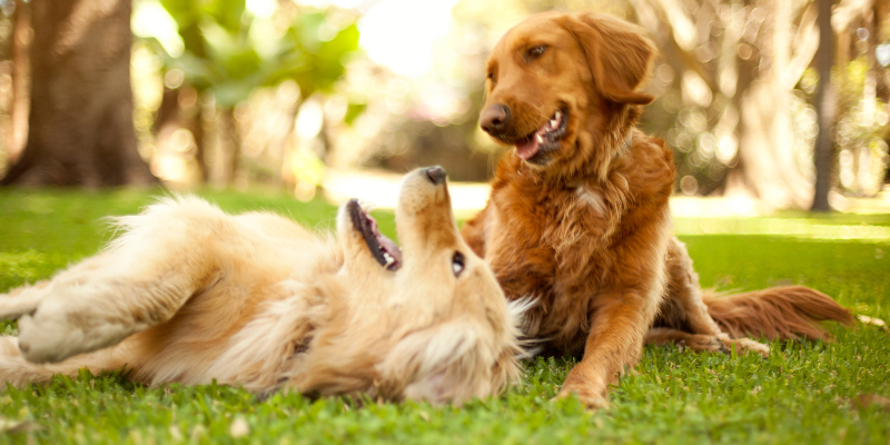 two dogs, playing, outside, summer pet dangers, summer pet hazards, summer pet health, pet emergency, veterinary medicine, Animal Emergency & Referral Center of Minnesota