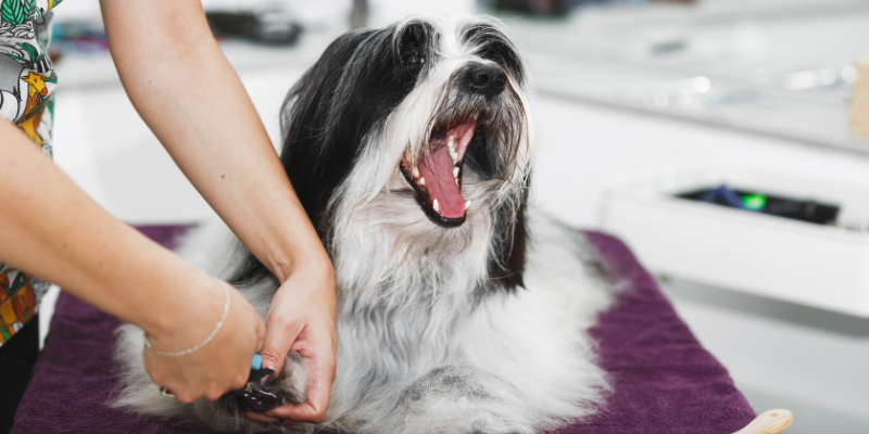 dog, open mouth, nail trim, groomer, broken pet toenails, broken cat toenails, broken dog toenails, pet health, Animal Emergency & Referral Center of Minnesota