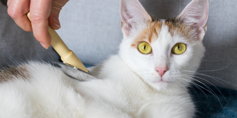 cats, how to keep cats cool in the summer, heat risks for cats, cat safety, pet safety, pet health, Animal Emergency & Referral Center of Minnesota