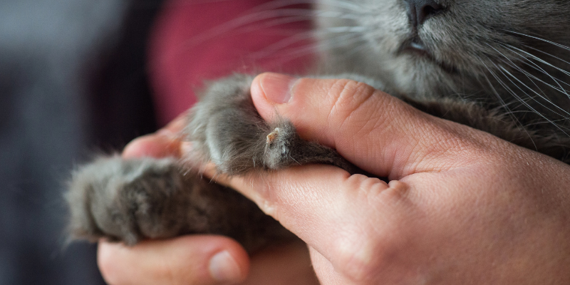 human holding cat paw, cat nails, broken pet toenails, broken cat toenails, broken dog toenails, pet health, Animal Emergency & Referral Center of Minnesota